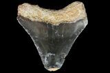 Bone Valley Megalodon Tooth - Florida #76573-1